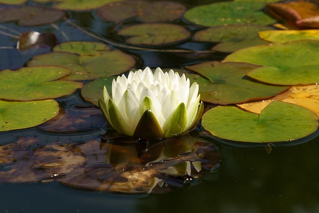 Float Therapy for Sleep: Cost, Access, and Insomnia Relief