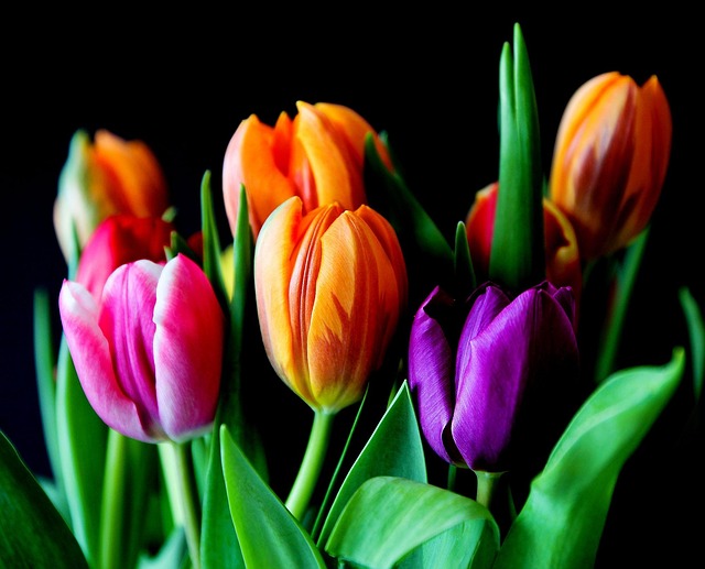 indoor-plant-arrangement-640x480-46683987.jpeg