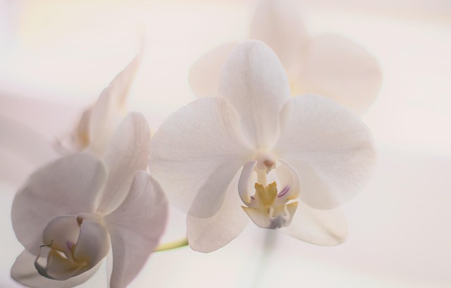 Revitalize Indoors: Top Air-Purifying Plant Design for Healthier Living