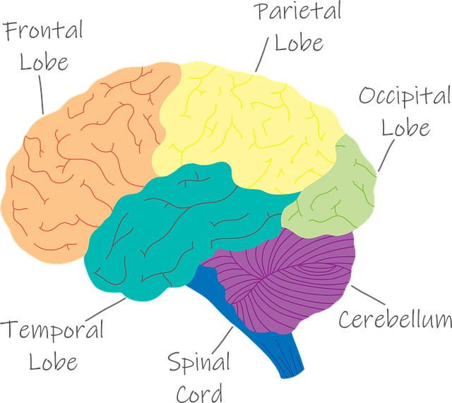 medical-imaging-for-brain-640x480-36745823.png