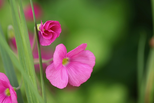 Prepare for Smoothness: Bikini Area Waxing Tips
