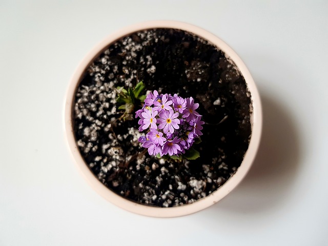 professional-indoor-plant-care-640x480-16807626.jpeg