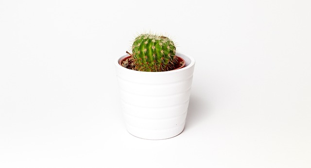 professional-indoor-plant-care-640x480-45855769.jpeg